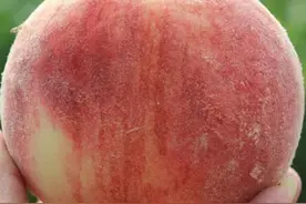桃树枝叶茂盛，不喷调节剂影响桃子生长吗？建议喷点儿为佳图片