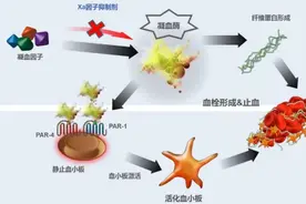 为什么血液在血管里不会凝固？图片