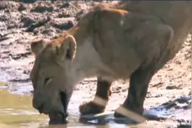 王者的陨落！母狮与河马战斗最后不敌 下颚被咬断结局惨淡！视频封面