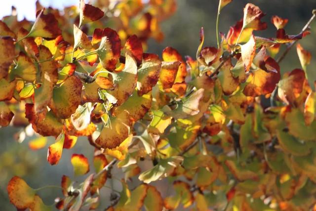 秋风吻尽银杏叶，艳遇醉美帽子峰