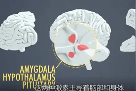 寰宇微视：生气时情绪会失控，原来都是它主导的，专家来为你揭秘