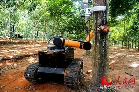 海南割胶机器人原来是这么割胶的！割完就“跑”