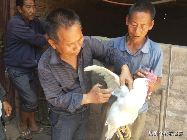 家禽“蛋白质-氨基酸”辩证关系及缺乏症防治