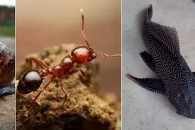 能随风飞行100公里！亚洲毒蜘蛛在美国疯狂繁殖，数量多达百万只图片