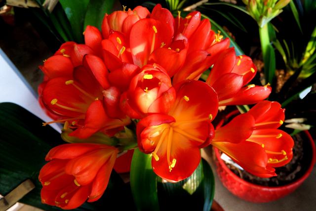 招财猫名字取名方法 - 冷求网