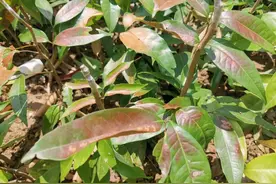 苗圃的荔枝苗嫁接以后，砧木叶子大量变红是什么原因？答案在这里图片