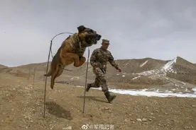 无言战友！边防军犬的日常训练图片