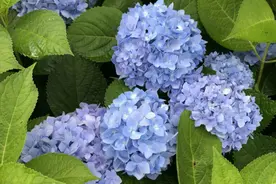 家里为什么不能养绣球花？老人说不吉利，专家说有毒，禁忌要知道图片