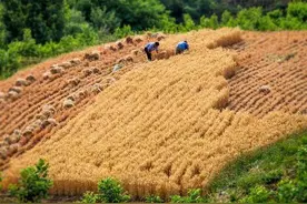 从麦收看发展：忘不了人工收麦的苦累岁月 详述麦收过程图片