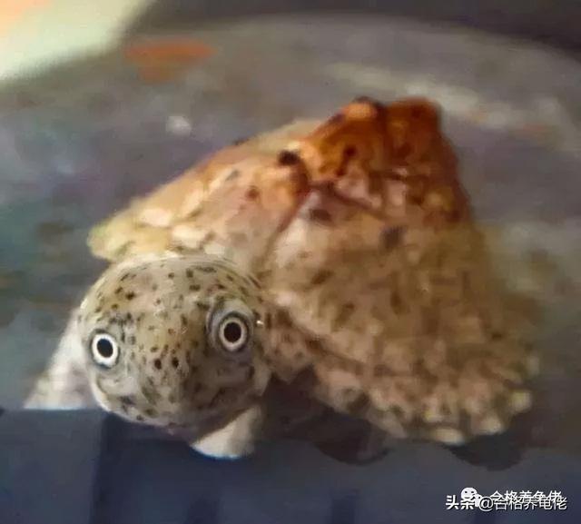 关于龟屎，你是怎么处理的？（水龟篇）