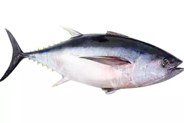 给小孩子吃哪种鱼胶好 2026年给小孩子吃哪种鱼胶好一点