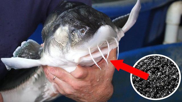 鲟鱼怎么杀怎么杀鲟鱼（又是日本活鱼取籽与熊胆异曲同工）
