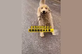 太可爱！金毛路边叼根树枝跑向女主人，跑步动作让人忍俊不禁图片