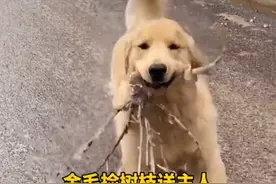 太可爱！金毛路边叼根树枝跑向女主人，跑步动作让人忍俊不禁图片