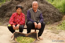 农村老人打酸枣，言说今年情况特殊价格高，2人1天赚1000多元图片