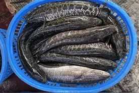 黑鱼涨价啦！高温导致运输困难，市场缺鱼，冲8指日可待图片