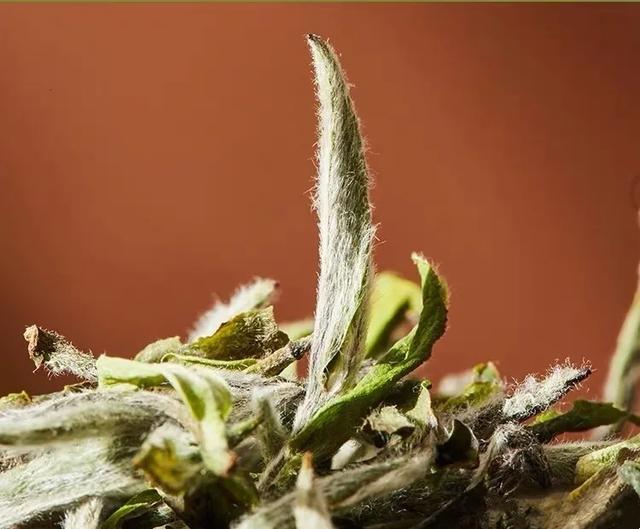 白茶茶汤里小气泡久久不散，说明茶汤有什么特质？