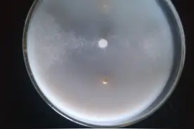 枯草芽孢杆菌在植物病害生物防治中的应用及其机理（上）图片