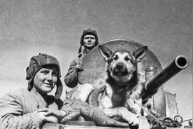 苏联军犬文尔内：主人被害，5年后又遇仇人，最后与凶手同归于尽图片