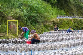 秦岭柞水进仕沟｜红漆写的“57”有何含义？去问村民，竟无人知道图片