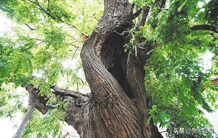 博山区池上镇赵庄村：千年大槐树矗立齐鲁之心