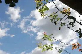 一颗豆苗的典故，花式吃豌豆，清理体内垃圾，好吃不长肉图片