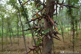 疯狂的皂荚树：热潮后被嫌弃，因能解除“卡脖子”危机又王者归来图片