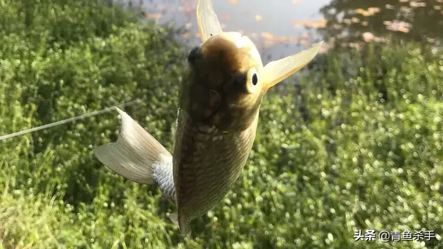 知理善用、深度解析——“钓鱼小药”在垂钓中的作用、成分、原理