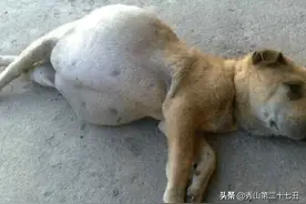 女子出差回来发现狗狗异常，医生手术后，取出的东西使她难以接受图片