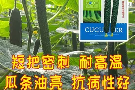 七月农户种黄瓜，推荐这个品种，瓜条油亮顺直，产高质优图片