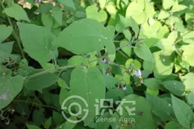 每日一草：白英图片