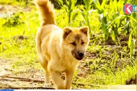 成都全面清理限养区22种禁养犬！秋田犬和中华田园犬该何去何从？视频封面