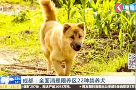 成都全面清理限养区22种禁养犬！秋田犬和中华田园犬该何去何从？视频封面