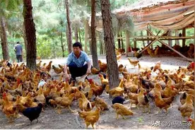 曾经火爆一时的“林下养鸡”，为何现在无人问津了？看完有数了图片