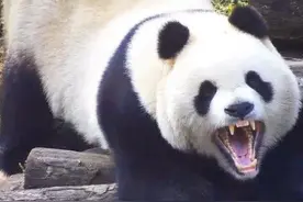 大熊猫能打赢老虎吗？熊猫最凶狠的一面，咬力强，齿槽无缝对接图片