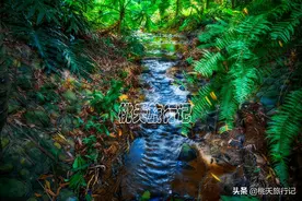 广州的一个小众景点，夏天温度比外面低几度，一个完美的避暑胜地图片