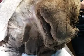脏毛球看不到眼睛鼻子却还在喘息，剃干净后居然这么好看图片