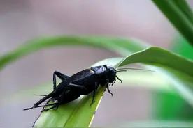 上联：蟋蟀西门庆，邀对下联图片