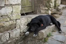 乡村养狗记：平时没人把狗狗当回事，真找不着了急得满村转图片