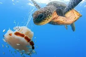 海龟像吃面条一样吃水母，它的嘴巴难道不会有刺痛感吗？图片