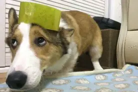 狗狗做错事，该怎么样惩罚它？打只是万不得已的下策图片