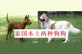 泰国本地的两种狗狗品种图片