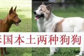 泰国本地的两种狗狗品种图片