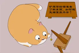 猫发现新东西后，猫感到紧张的3种原因，猫需要温和的适应过程图片