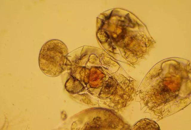 涨姿势！掌握不同阶段肥水知识，你值得拥有