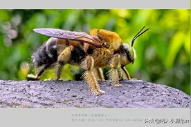 木蜂，因喜欢在木材和竹杆上凿孔为巢而得名，时常被误认为胡蜂图片