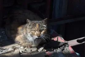 为什么不能让宠物猫流浪？看完下面这些，你还能不看好猫吗？图片