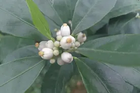 柑橘萌芽期喷矿物油，容易引起露柱花，露柱花到底如何预防？图片