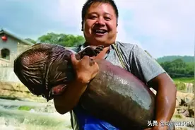 3年不吃东西也不会饿死的鱼，重达180斤的200岁“爷爷鱼”图片