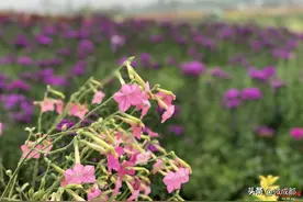 60元就可以享受终身免门票！蔚然花海开启全新经营模式图片